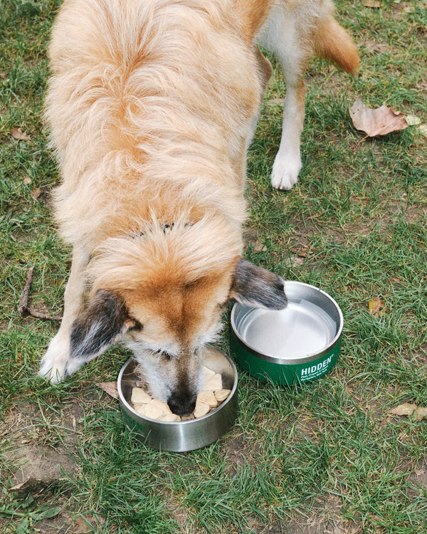 Dog Bowl